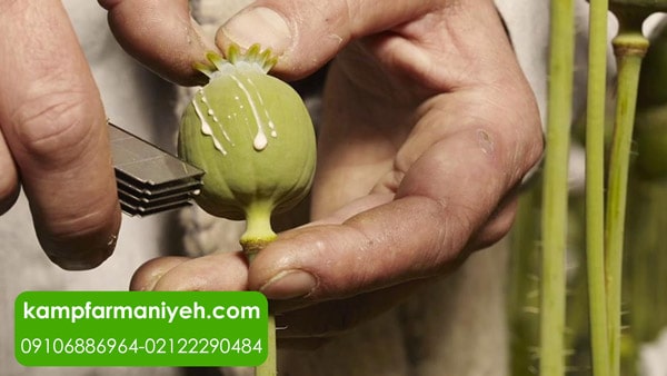 مصرف تریاک، تفنن مرگبار