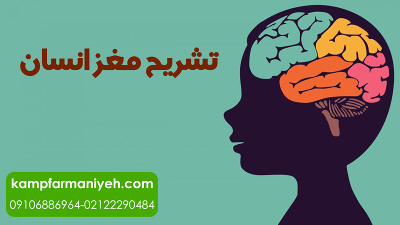 کمپ فرمانیه تشریح مغز انسان - کمپ ترک اعتیاد فرمانیه کمپ ترک اعتیاد لاکچری با بهترین امکانات درمانی و رفاهی برای بیماران کمپ ترک اعتیاد فرمانیه - تشریح مغز انسان